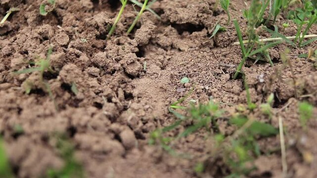 Close-up of Fire Ant Colony Building an Ant Bed