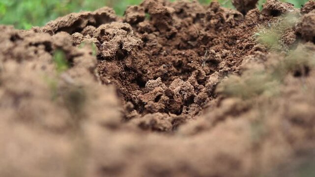 Close-up of Fire Ant Colony Building an Ant Bed