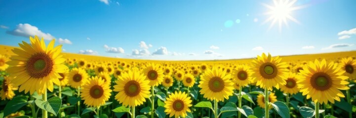 Fototapeta premium Vast sunflower field bathed in sunlight, clear blue sky overhead , image, green
