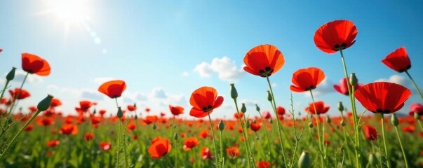 Fototapeta premium Vibrant red poppies bloom in a sun-drenched field under a clear blue sky , image, background, beautiful