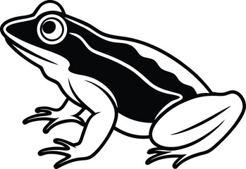 frog on white background