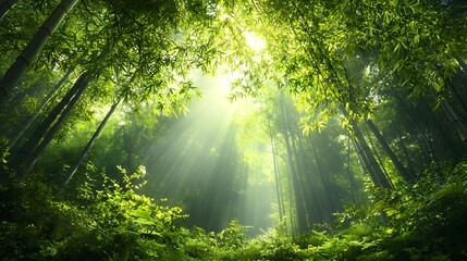 Obraz premium Serene and Lush Bamboo Forest with Tall Slender Stalks Reaching Towards the Sky Peaceful Natural Landscape with Ample Copy Space for Text or Design Elements