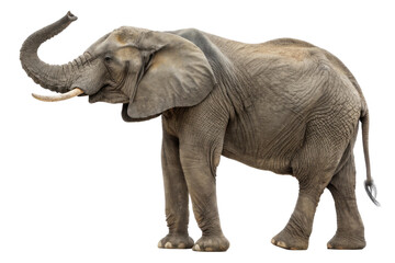 Obraz premium Majestic African Elephant Standing Gracefully with Trunk Raised in Natural Habitat
