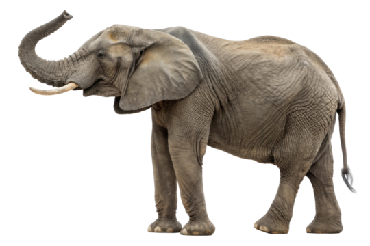 Majestic African Elephant Standing Gracefully with Trunk Raised in Natural Habitat