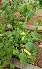 Cayenne pepper is a type of plant that has a very strong taproot. It has a green color with a spicy taste but many love its taste. It thrives in tropical areas.