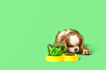 Cute cavalier King Charles spaniel with dry food and vegetables in feeding bowl on green background
