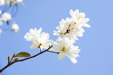 Closeup of fragrant white flowers on a Magnolia 'Inspiration' tree blooming against a sunny blue sky in a spring garden, as a nature background  © knelson20
