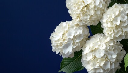 White Hydrangeas with Dark Blue Background.
