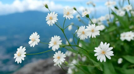 White Wildflowers Blooming  Mountain Landscape  Nature Photography