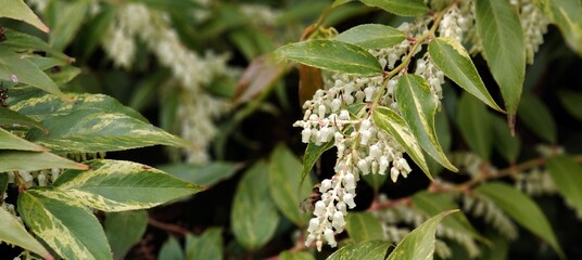 green leaves in the garden