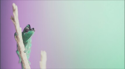 Fototapeta premium Colorful Chameleon on Branch Minimalist Reptile Photo Nature