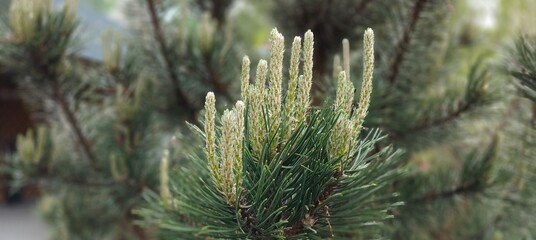 close up of a pine tree