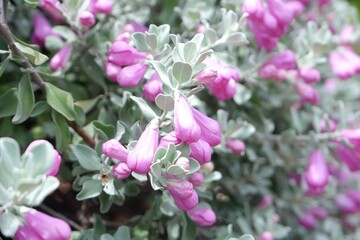 Close-up of Ash bush or Ash plant.
