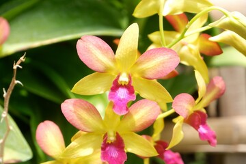 Close-up of yellow orchid flower