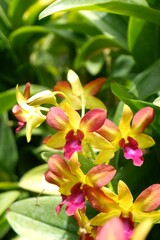 Close-up of yellow orchid flower