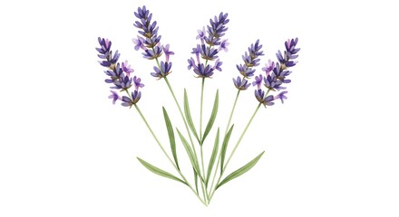 Botanical Watercolor: Lavender's Gentle Embrace