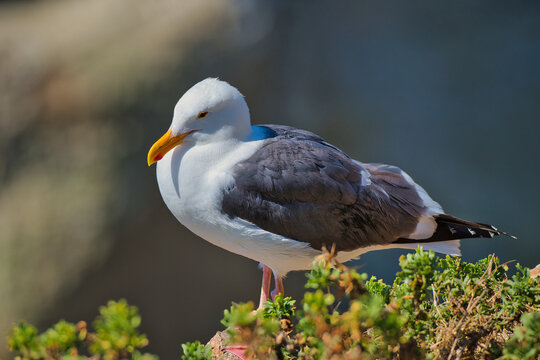 Western Gull (Larus occidentalis) standing on a rocky cliff edge with coastal plants. The bird&rsquo;s yellow bill with a red spot, white head, and dark wings are clearly visible. 