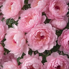 Tightly packed pink peonies, delicate petals, soft pink backdrop , floral art, macro, flower backdrop