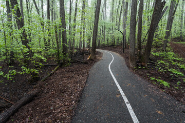 Fototapeta premium A winding road cuts through the heart of a lush forest, flanked on both sides by tall, majestic trees reaching towards the sky, creating a tranquil and serene atmosphere for all who pass