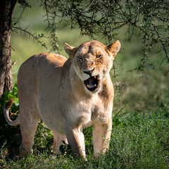 yawning lioness in serengeti