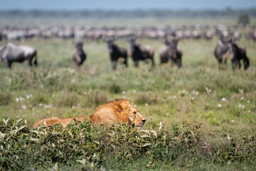 male lion looking at a group of wildebeest