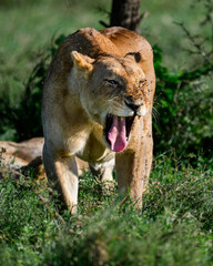 Naklejka premium yawning lioness in serengeti