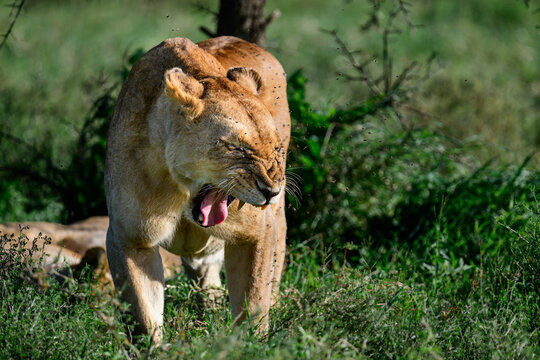 yawning lioness in serengeti