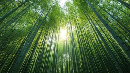 Fototapeta premium A Serene Stroll Through the Bamboo Forest: An Enchanting Journey into Nature's Embrace