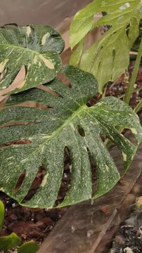 Watering Monstera Deliciosa Variegated plant 