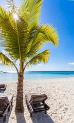 Cocotier sur plage mauricienne 