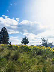 Trees and yellow flowers on a hillside and blue sky