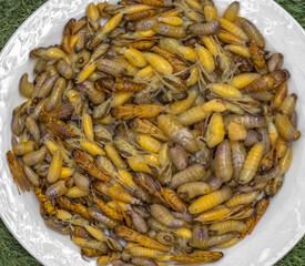 Assiette de larves de guêpes avant friture 