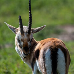 male gazelle with one broken horn