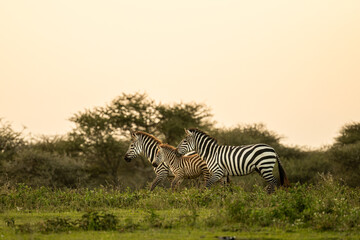 zebras running in Serengeti savannah during sunrise