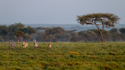 zebras running in Serengeti savannah during sunrise