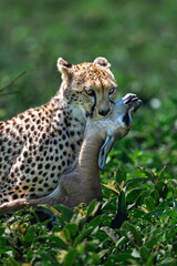 cheetah feast with its prey