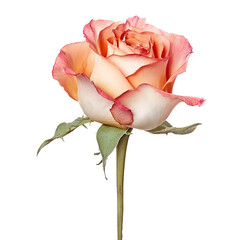 Fototapeta premium A single, delicate peach and white rose with green leaves, isolated against a white background. The rose is in full bloom, with soft petals. The rose is the symbol of love, beauty, and grace.