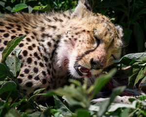 cheetah feast on its prey