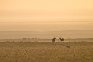 herd of impala in sunrise, serengeti savanah
