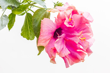 Hibiscus rose  © Unclesam