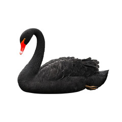 Fototapeta premium A majestic black swan gracefully gliding on the water, a symbol of elegance and beauty. The swan has a black plumage and a red beak