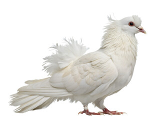 Obraz premium Close-Up of White Dove with Crest Isolated on transparent background cutout, PNG file, Cutout file