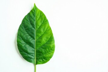 Obraz premium A single vibrant green leaf, isolated on a plain white background, showcasing intricate vein patterns and a smooth texture, representing nature's elegance and simplicity.