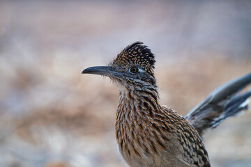 A detailed close-up of a Greater Roadrunner, capturing its distinctive features and alert expression. Photographed in its natural habitat with a soft, blurred background for depth and contrast.

