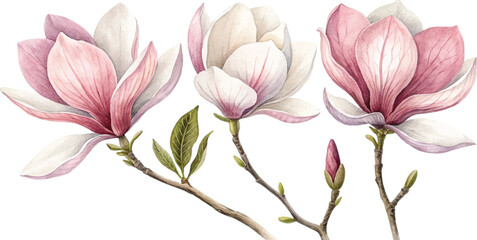 Watercolor Magnolia Blossoms