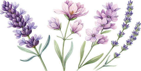 Watercolor Lavender and Flowers