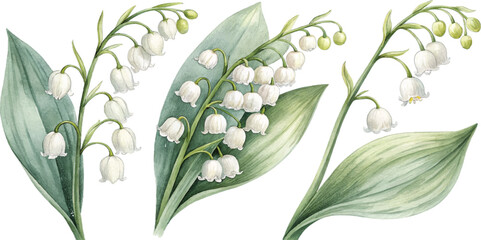 Watercolor Lily of the Valley