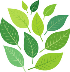 Green tropical leaves. Palm tree foliage, monstera and dieffenbachia. Realistic 2D vector set of exotic jungle plants, botanical elements