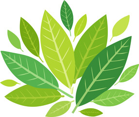 Green tropical leaves. Palm tree foliage, monstera and dieffenbachia. Realistic 2D vector set of exotic jungle plants, botanical elements