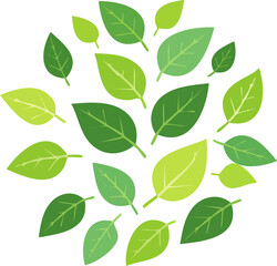 Green tropical leaves. Palm tree foliage, monstera and dieffenbachia. Realistic 2D vector set of exotic jungle plants, botanical elements